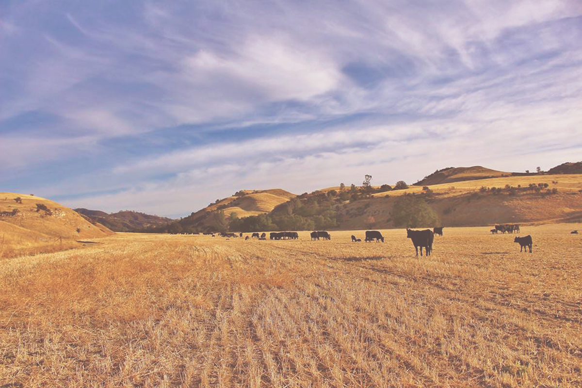 About Us California Rangeland Trust CA Land Trust