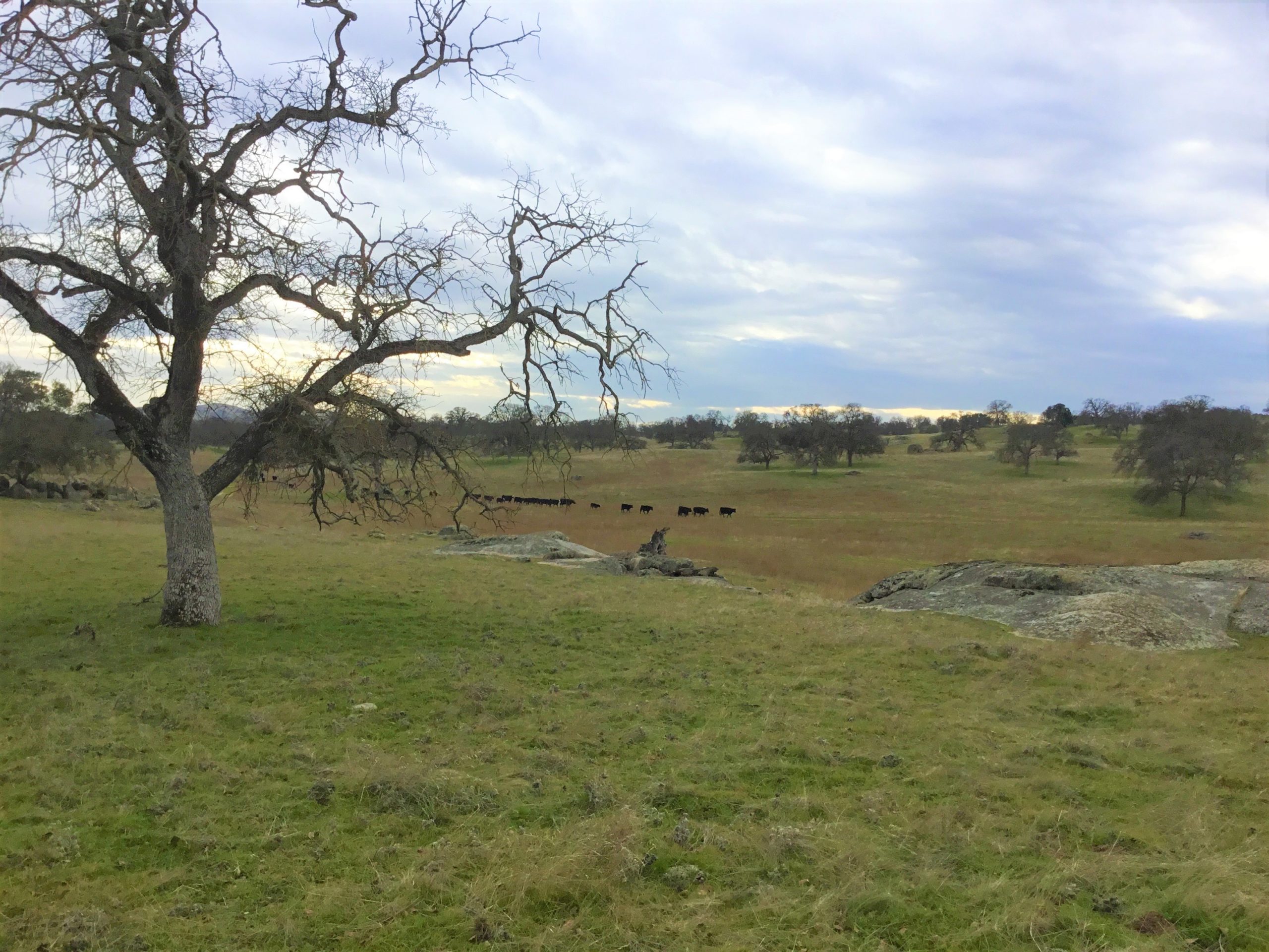Ranches Conservation Easement Land Trust