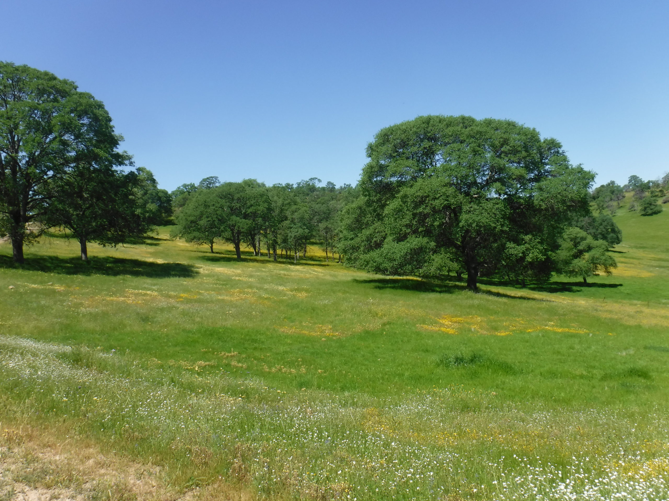 Preuschoff Ranch California Land Trust Conservation Easement in CA